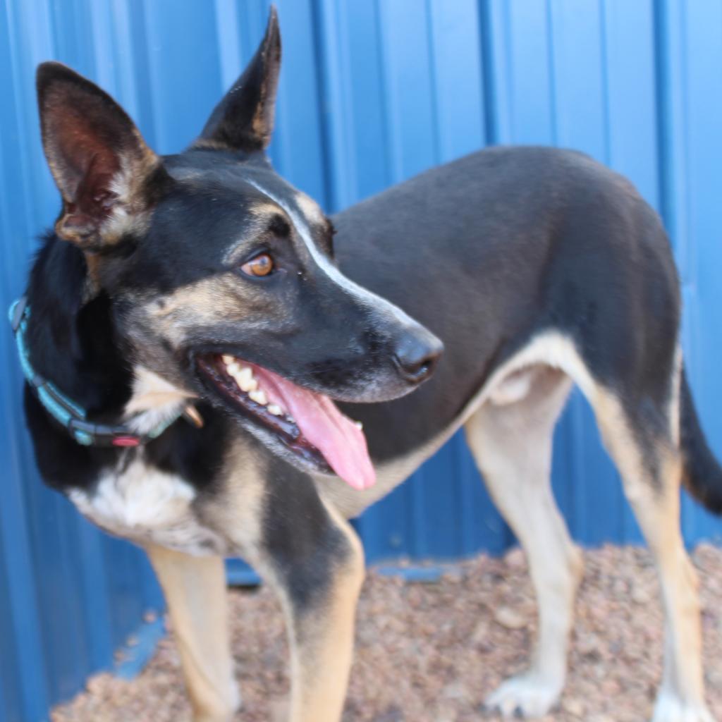 Tex, Adoptable, Adult Male German Shepherd Dog & Australian Cattle Dog / Blue Heeler.