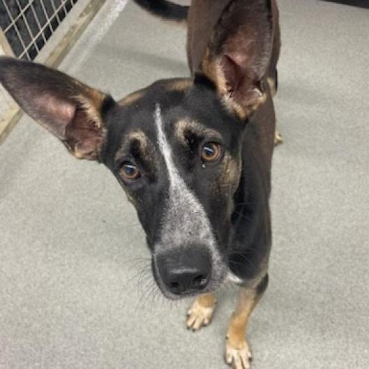 Tex, a Adoptable mixed breed in Kingman, KS image 2/6
