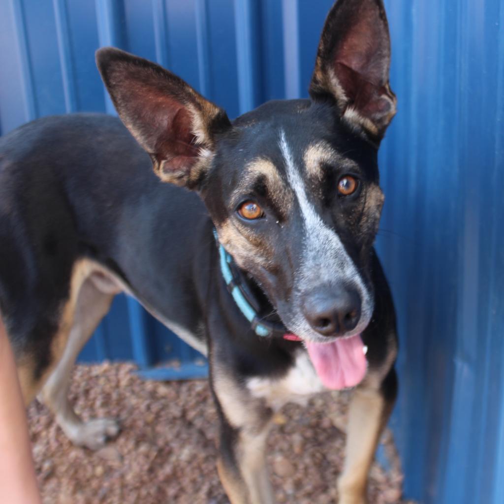 Tex, a Adoptable mixed breed in Kingman, KS image 3/6