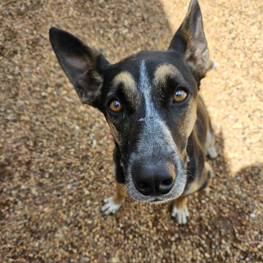 Tex, a Adoptable mixed breed in Kingman, KS image 4/6
