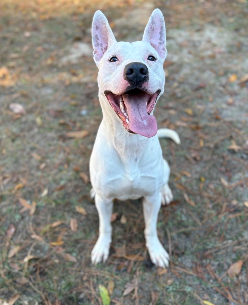 Beau, Adoptable, Young Male Terrier.