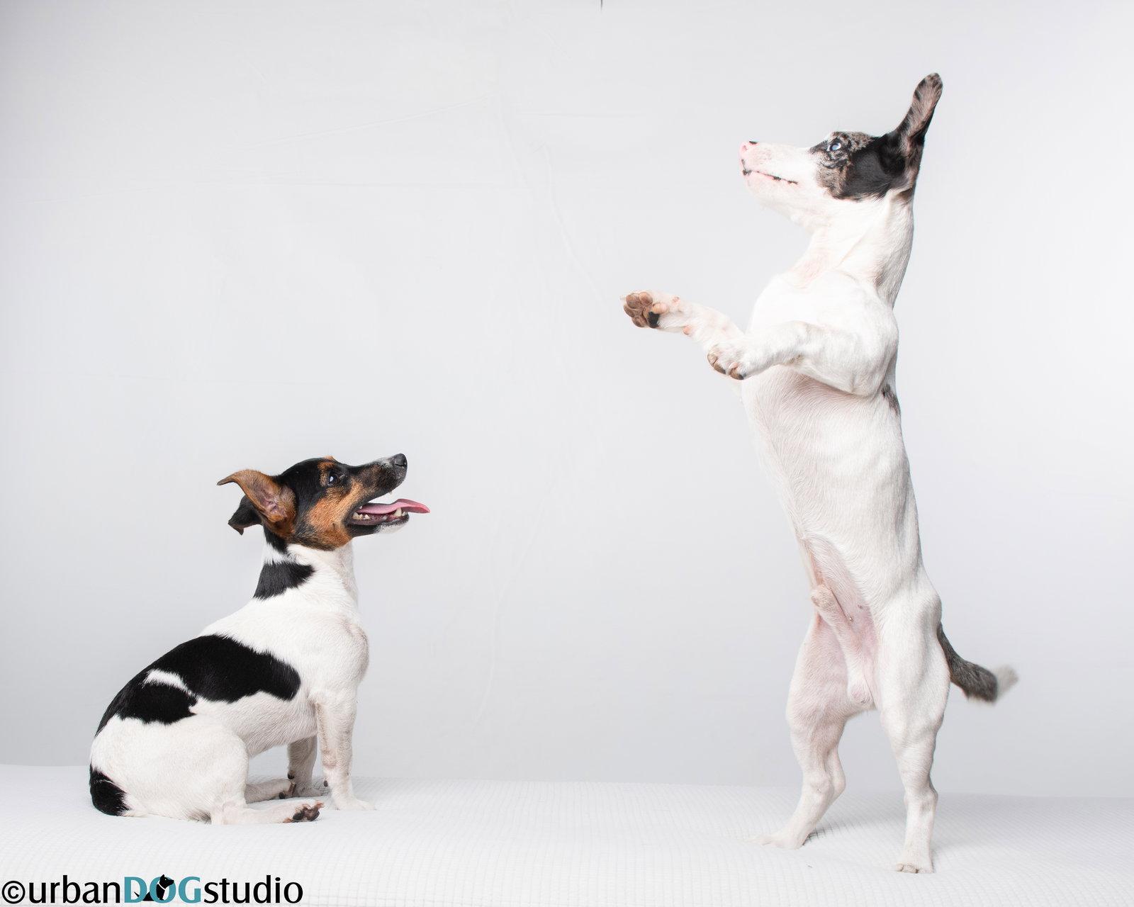 Peach & Sprout  - Bonded pair, Adoptable, Young Female Jack Russell Terrier.