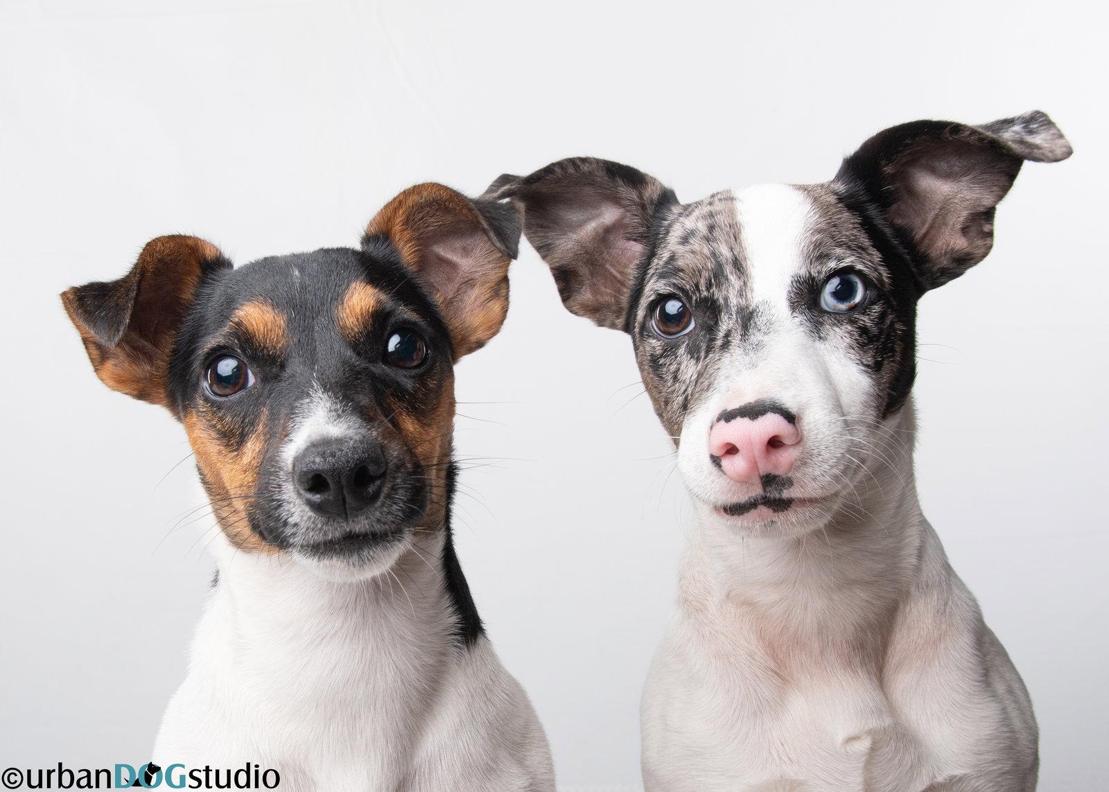 Enlarge Peach & Sprout  - Bonded pair, a Adoptable Jack Russell Terrier in Tampa, FL image 2/3