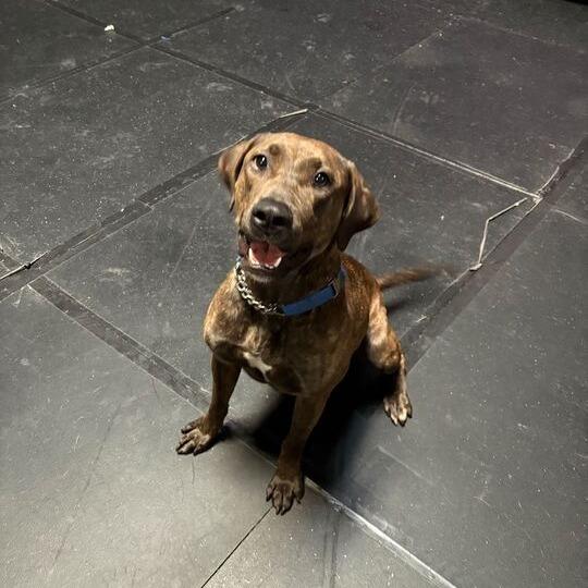 Nami, a Adoptable Pit Bull Terrier in Turlock, CA image 1/6