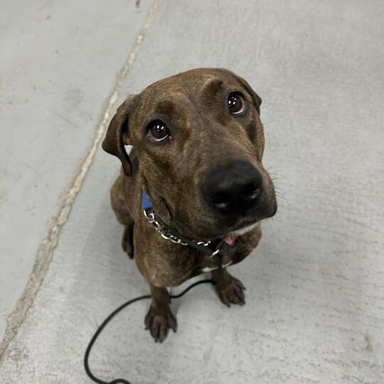 Enlarge Nami, a Adoptable Pit Bull Terrier in Turlock, CA image 1/6