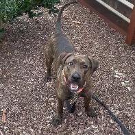 Enlarge Nami, a Adoptable Pit Bull Terrier in Turlock, CA image 2/6