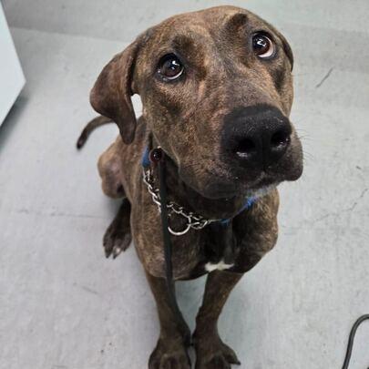 Nami, a Adoptable Pit Bull Terrier in Turlock, CA image 2/6