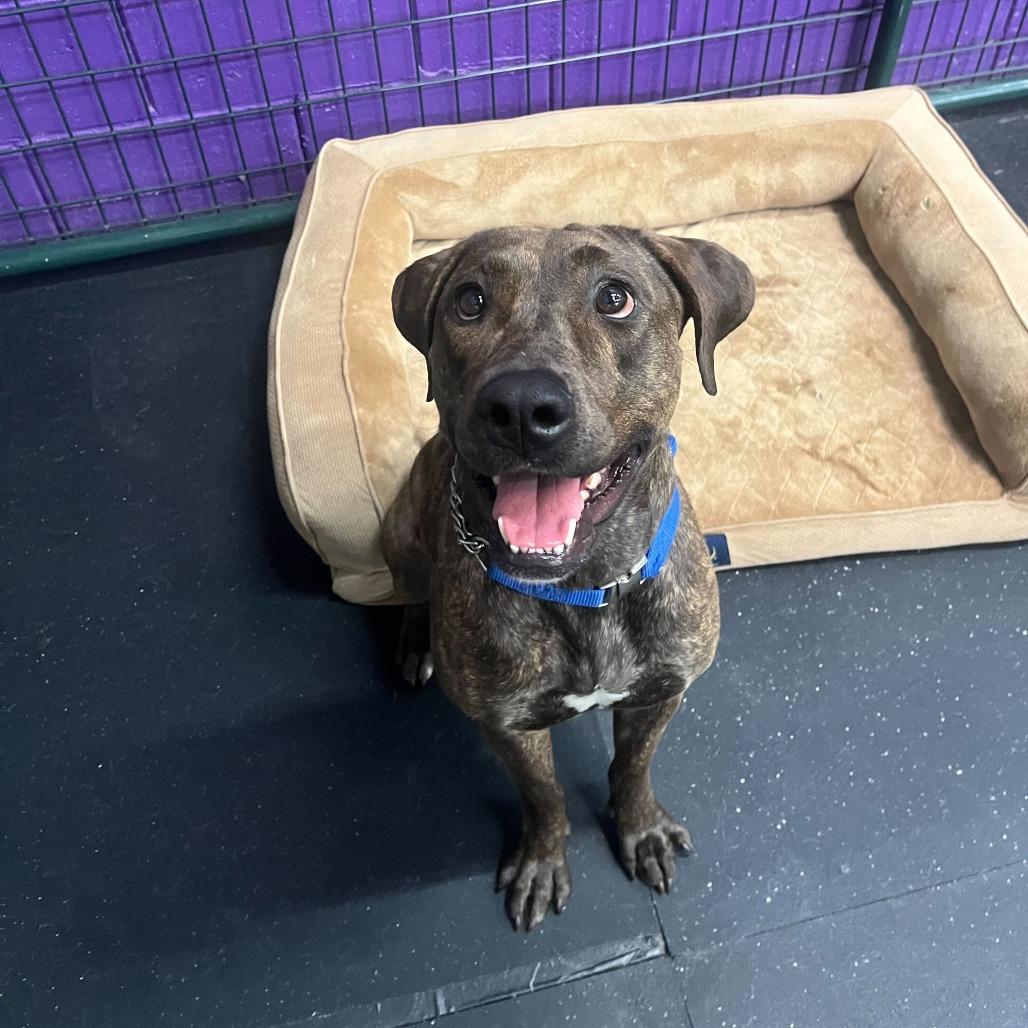 Nami, a Adoptable Pit Bull Terrier in Turlock, CA image 3/6