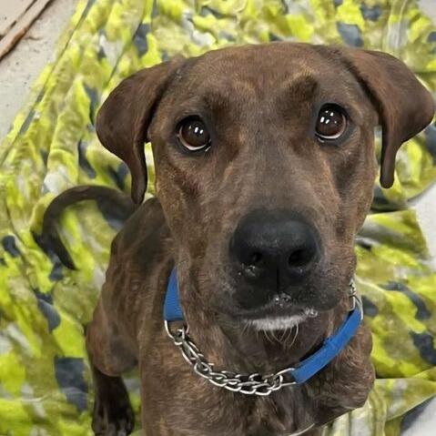 Nami, a Adoptable Pit Bull Terrier in Turlock, CA image 4/6