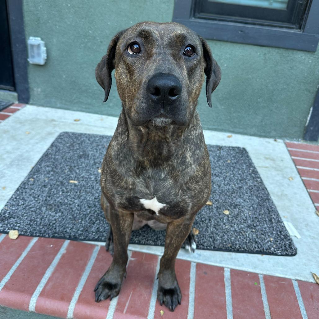 Enlarge Nami, a Adoptable Pit Bull Terrier in Turlock, CA image 5/6