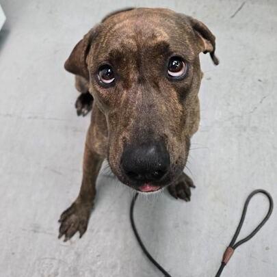 Nami, a Adoptable Pit Bull Terrier in Turlock, CA image 6/6
