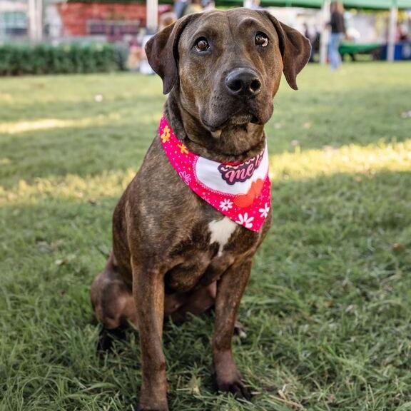 Enlarge Nami, a Adoptable Pit Bull Terrier in Turlock, CA image 6/6