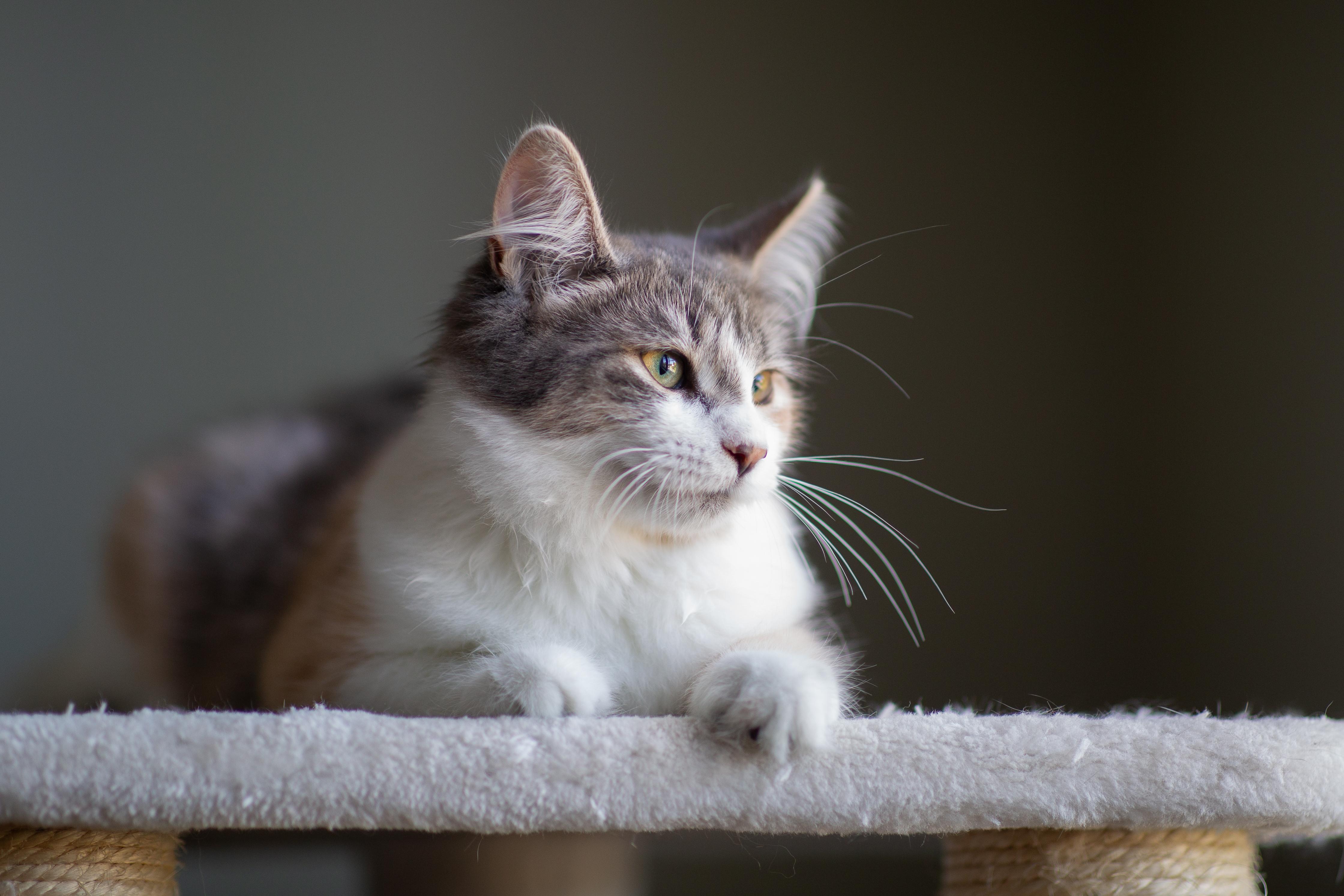Enlarge Juliette, a Adopted Domestic Medium Hair in Wakefield, QC image 2/6