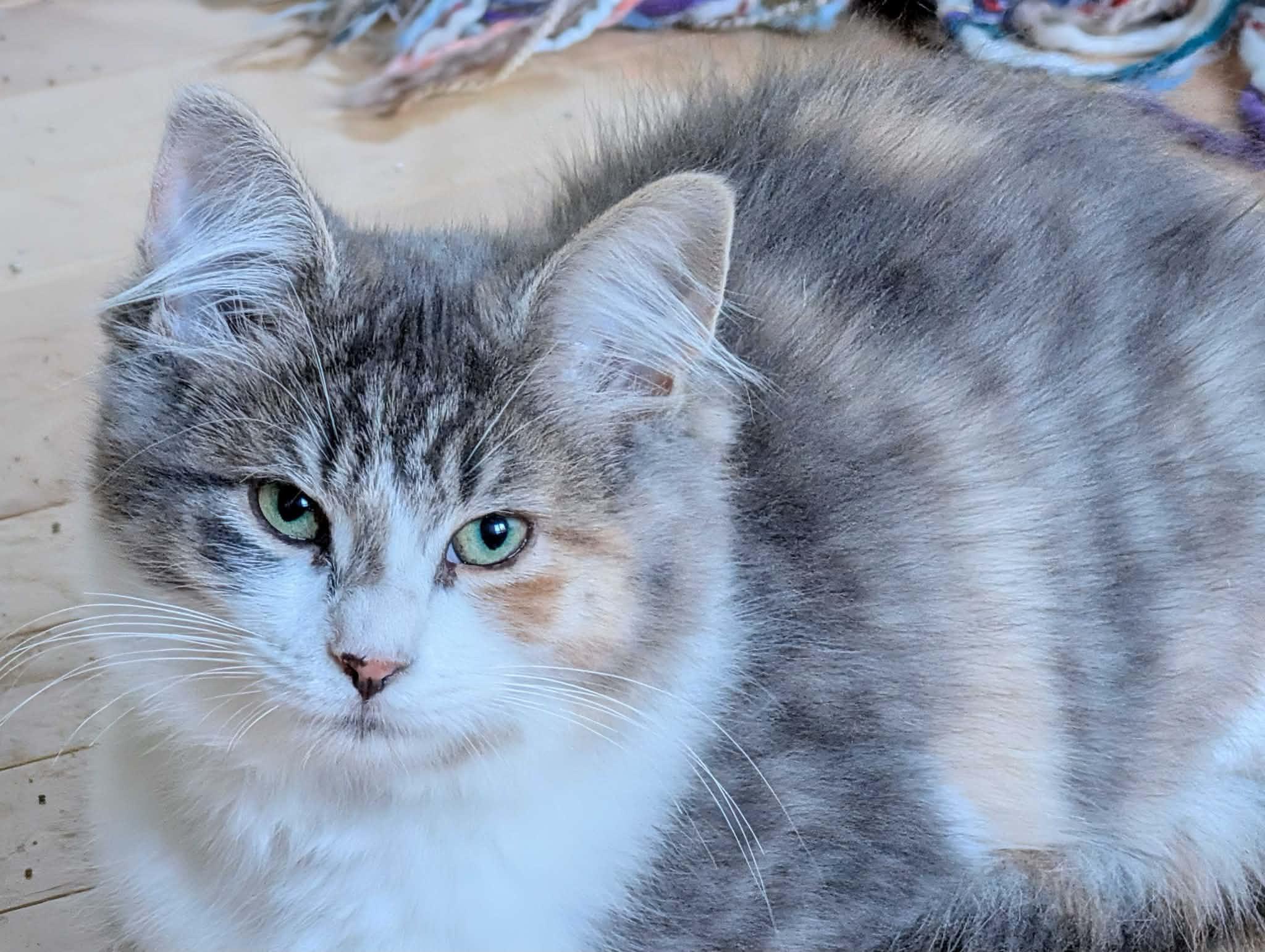 Enlarge Juliette, an adoptable Domestic Medium Hair in Wakefield, QC image 3/4