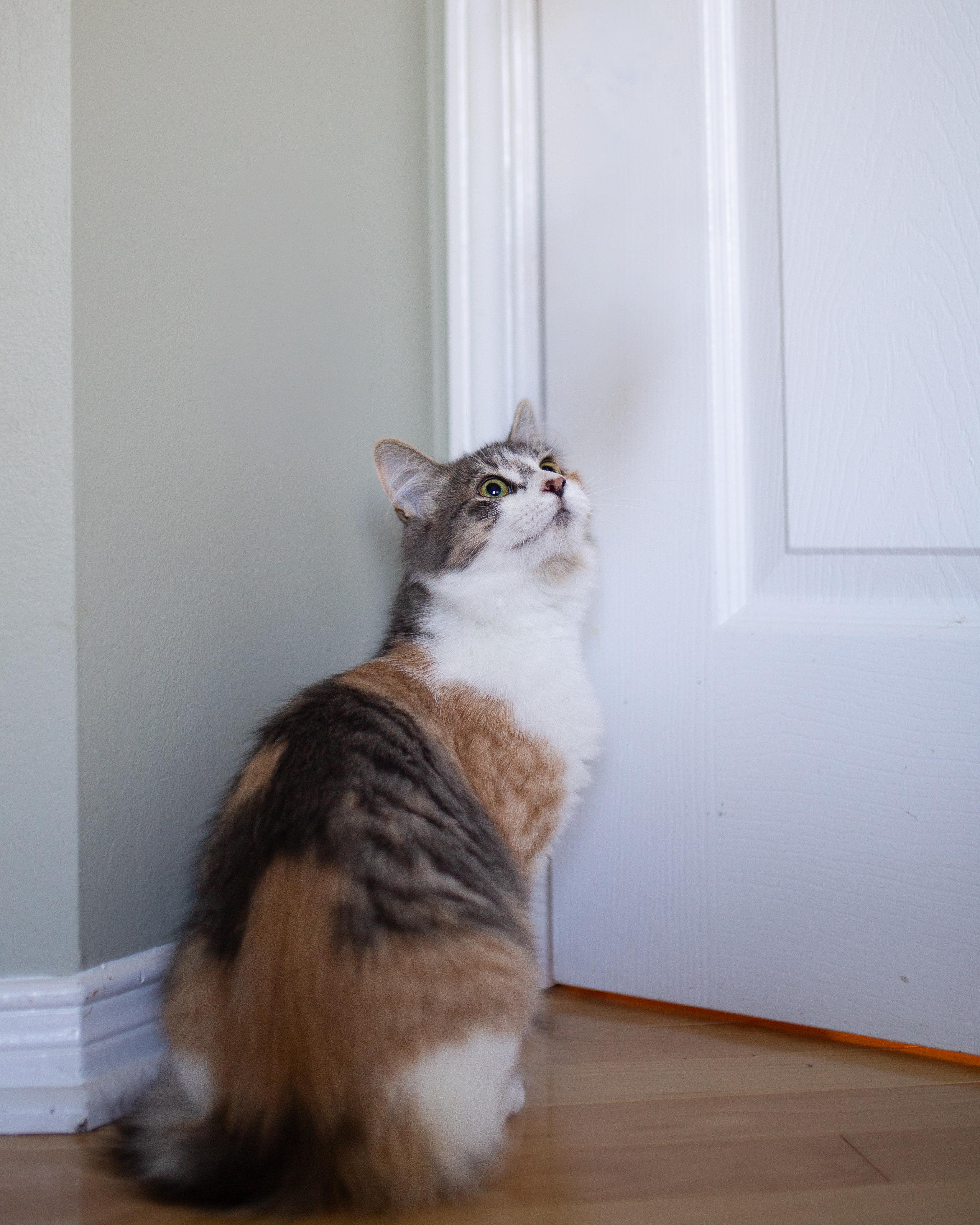 Enlarge Juliette, a Adopted Domestic Medium Hair in Wakefield, QC image 5/6