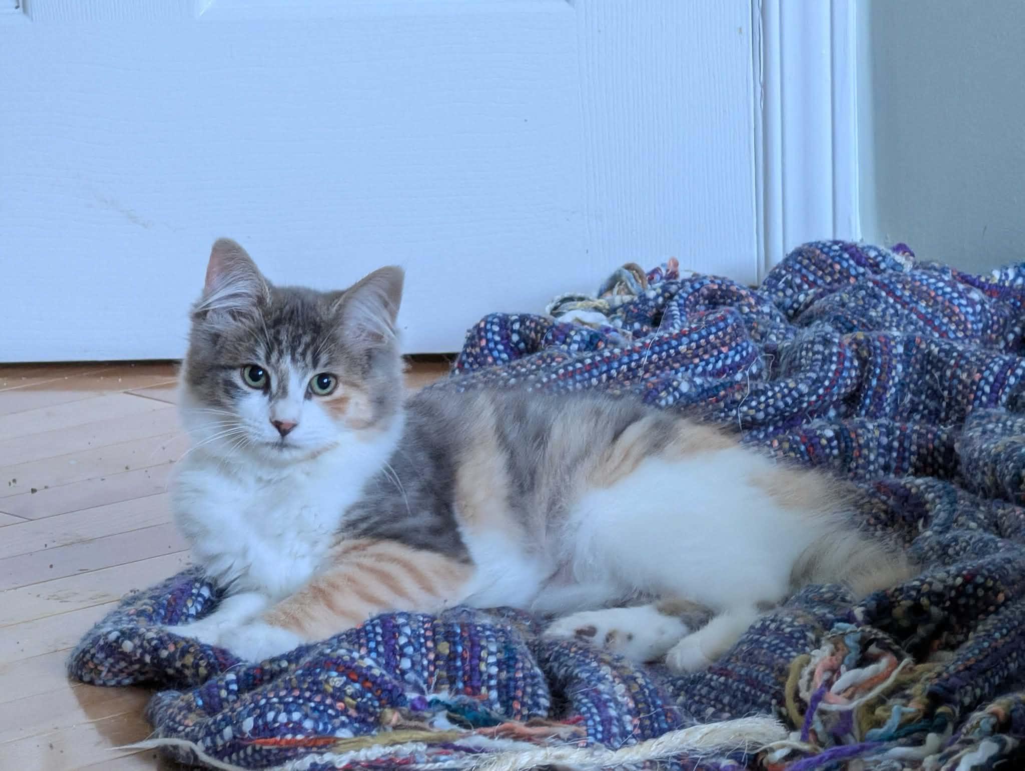 Enlarge Juliette, an adoptable Domestic Medium Hair in Wakefield, QC image 2/4