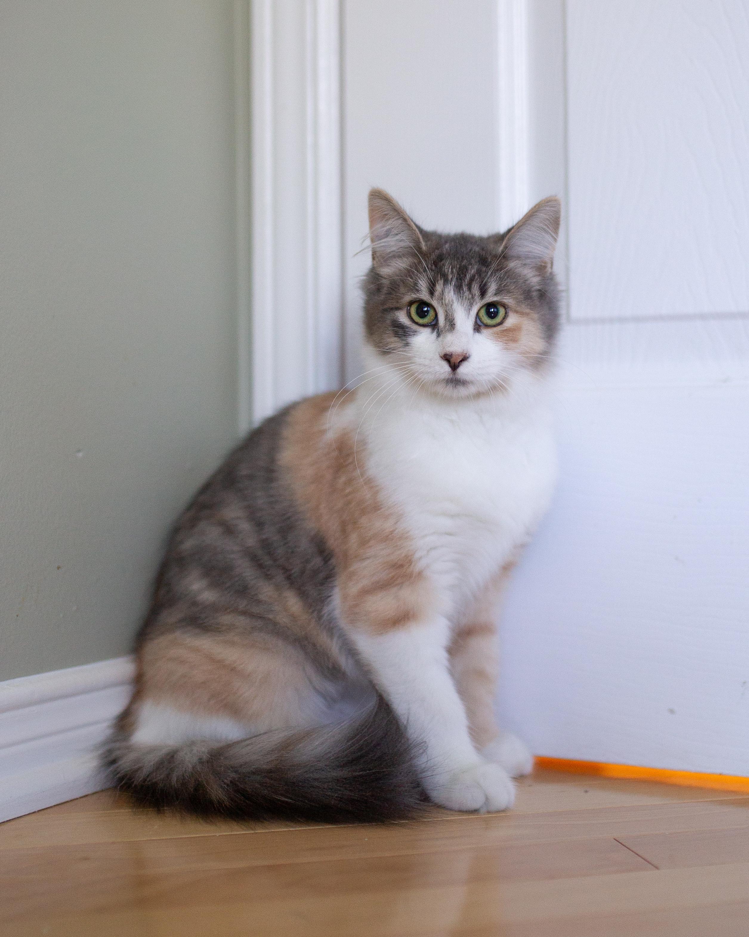 Enlarge Juliette, a Adopted Domestic Medium Hair in Wakefield, QC image 4/6