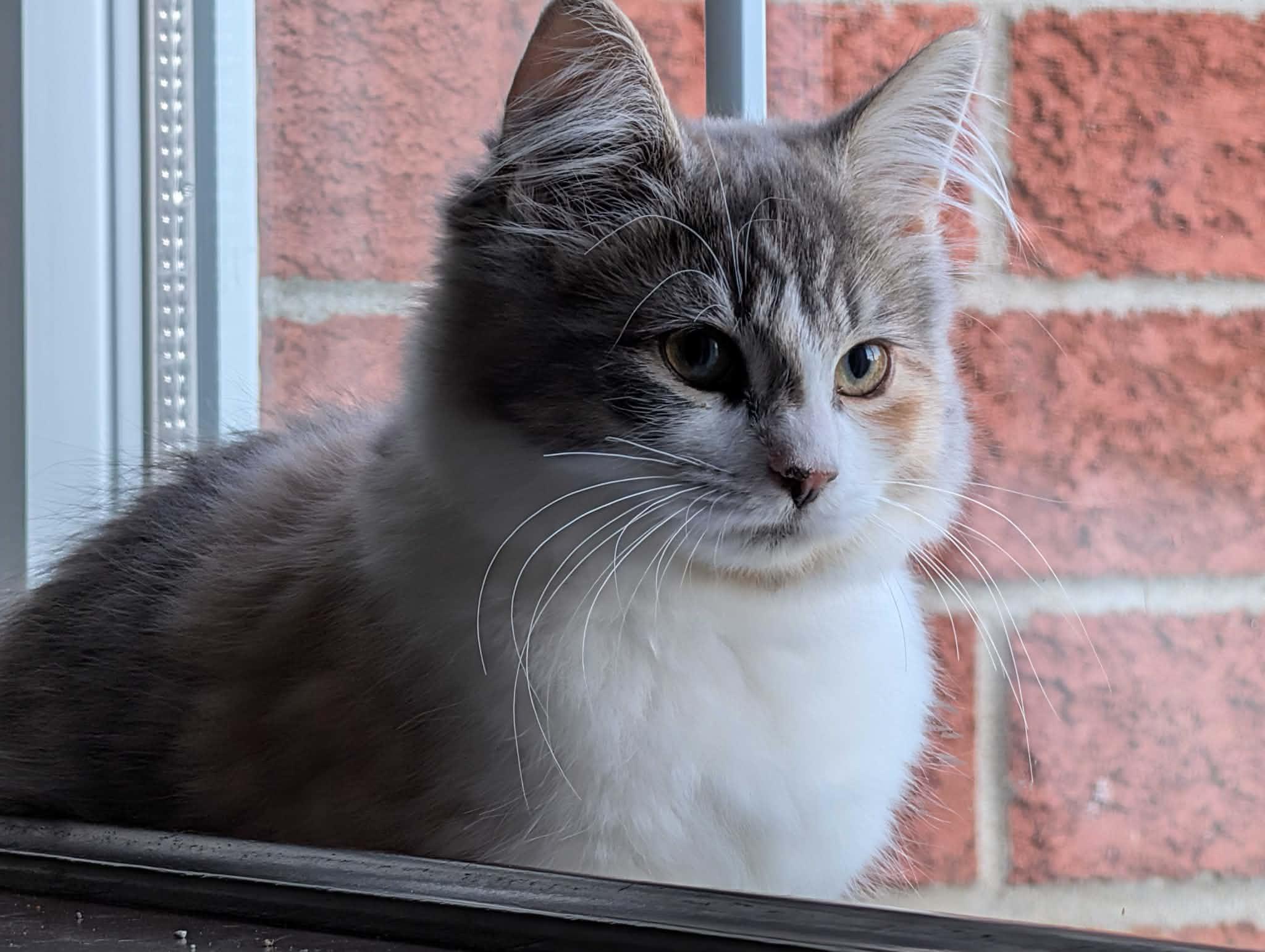 Enlarge Juliette, an adoptable Domestic Medium Hair in Wakefield, QC image 4/4