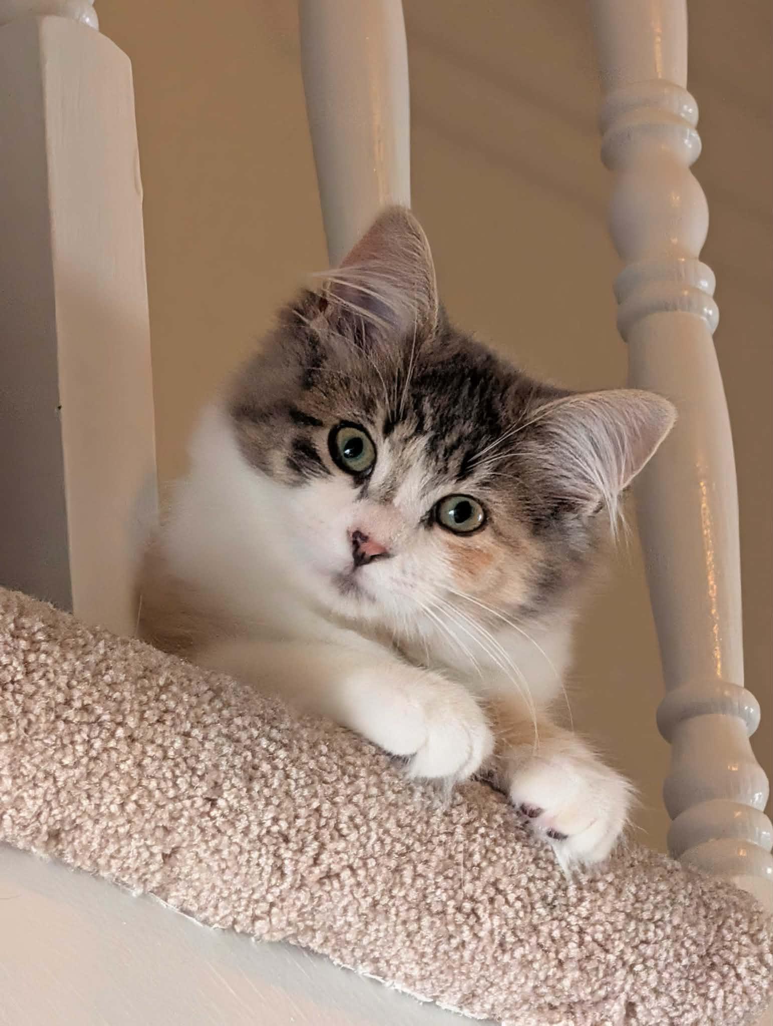 Juliette, adoptable, Kitten Female Domestic Medium Hair.