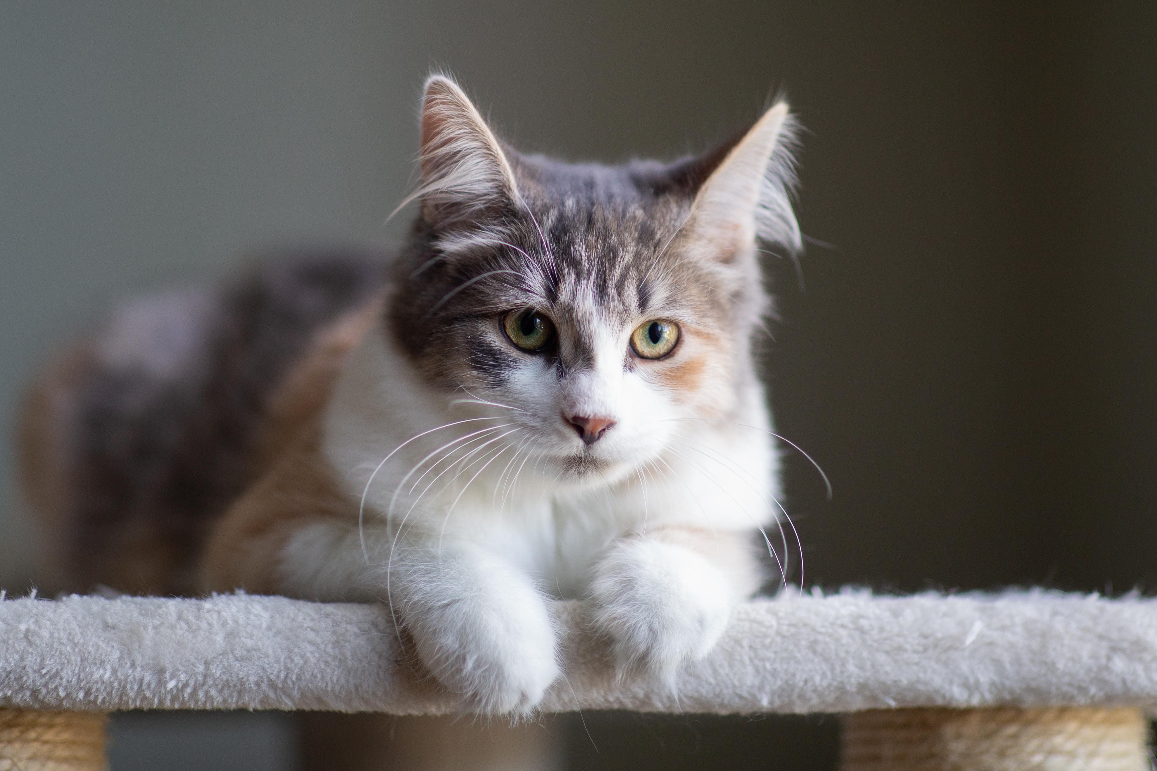 Enlarge Juliette, a Adopted Domestic Medium Hair in Wakefield, QC image 1/6