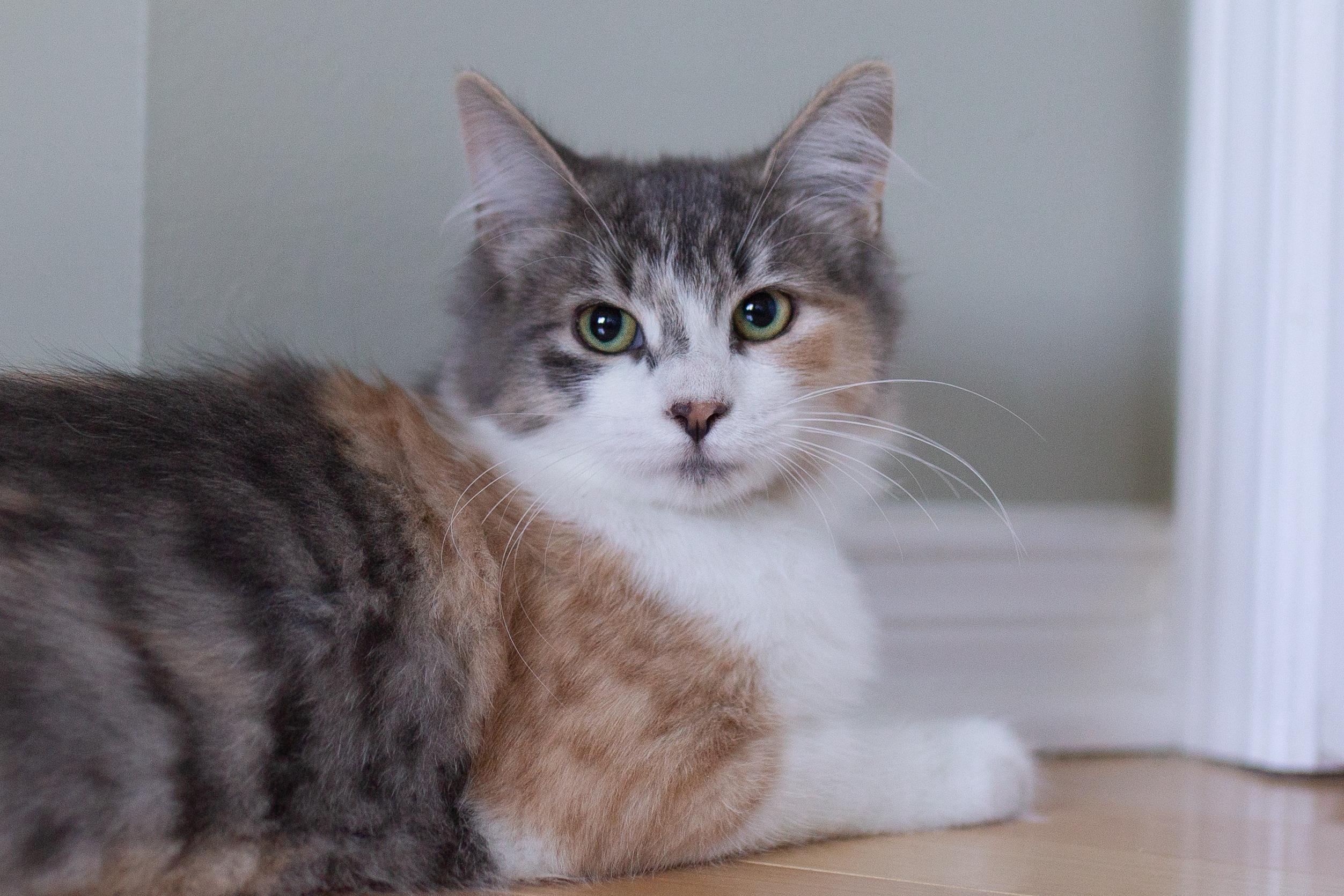 Enlarge Juliette, a Adopted Domestic Medium Hair in Wakefield, QC image 3/6