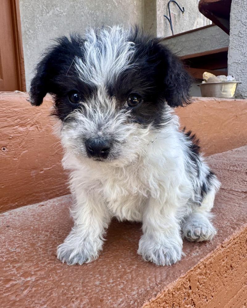 Prince, Adoptable, Young Male Terrier & Mixed Breed.