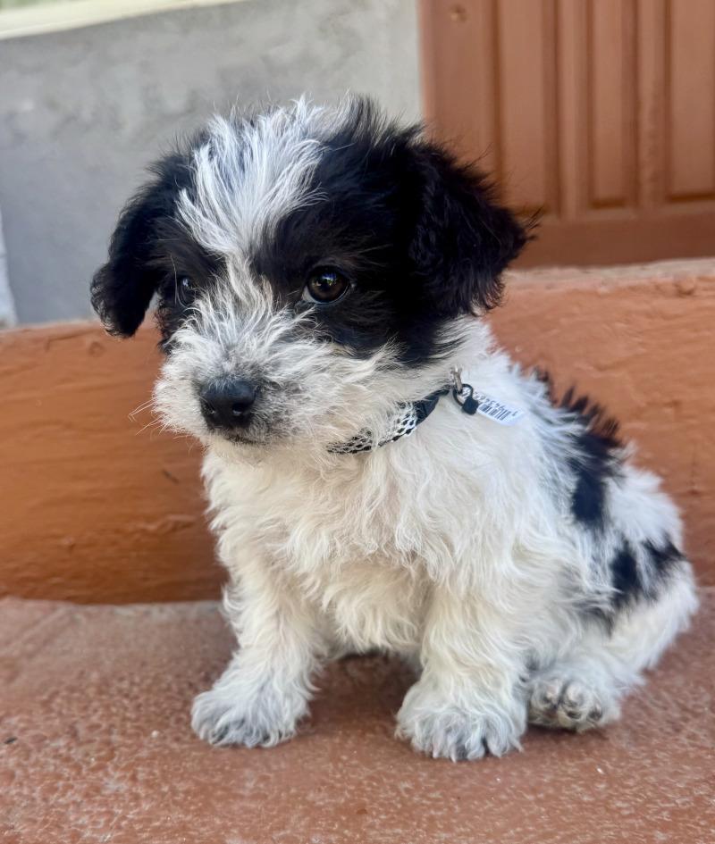 Enlarge Prince, a Adoptable mixed breed in Valley Village, CA image 2/6