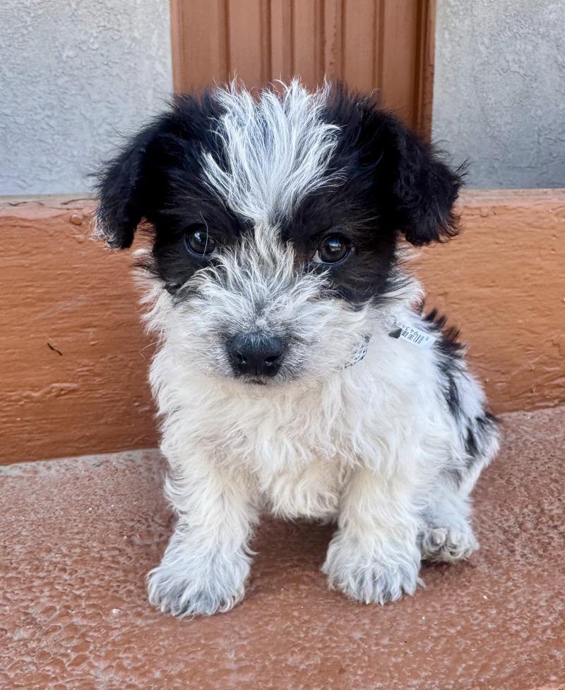 Enlarge Prince, a Adoptable mixed breed in Valley Village, CA image 3/6