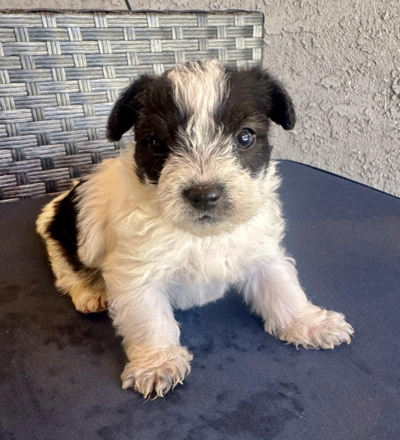 Enlarge Prince, a Adoptable mixed breed in Valley Village, CA image 6/6