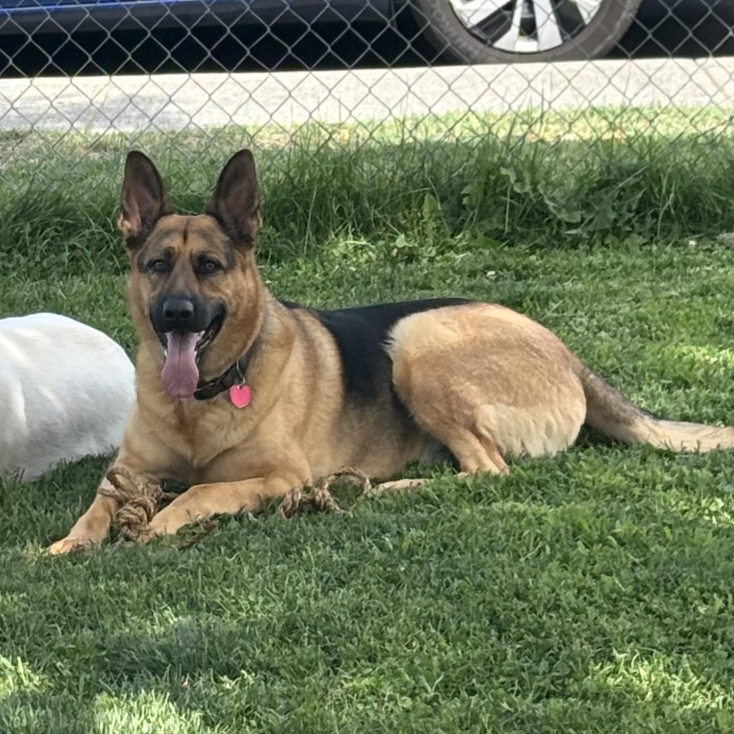 Enlarge Liesel, a ADOPTABLE German Shepherd Dog in Vancouver, WA image 1/2