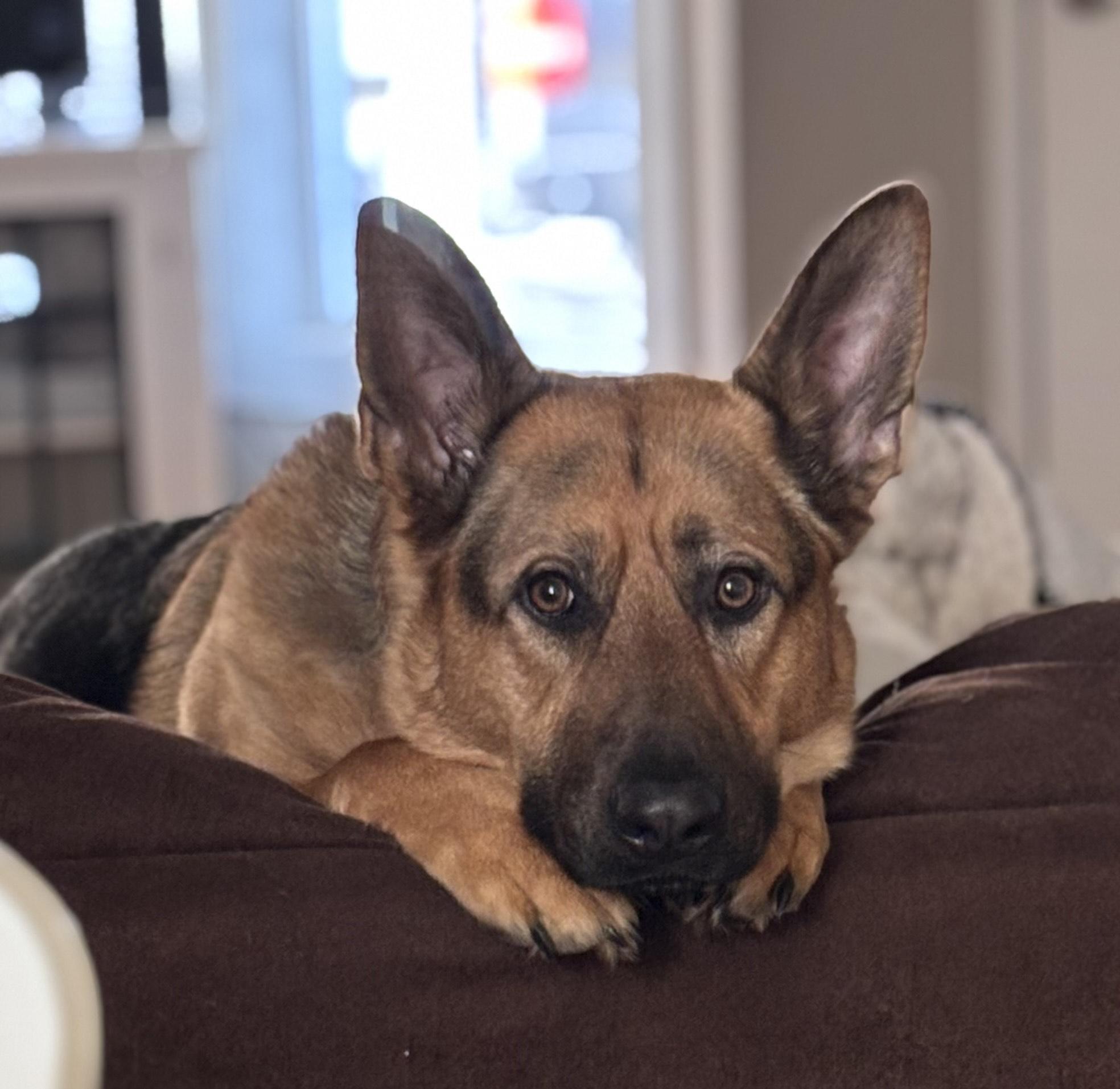 Enlarge Liesel, a ADOPTABLE German Shepherd Dog in Vancouver, WA image 2/2