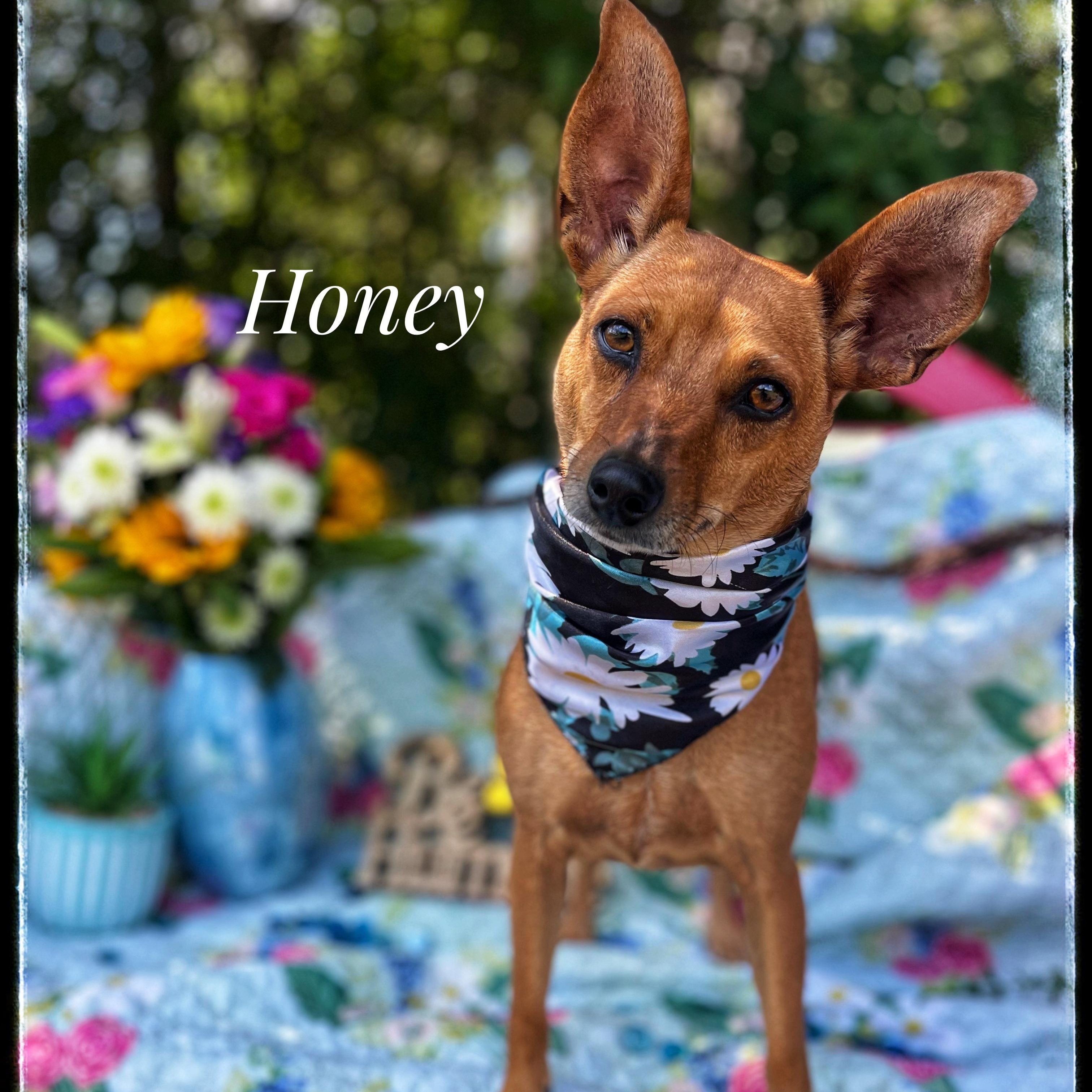 Honey, Adult Female Chihuahua