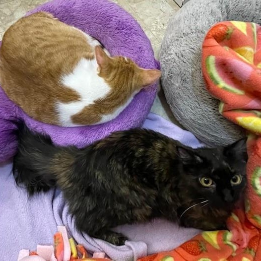 Chaser *BONDED WITH PEPPER*, an adoptable Domestic Short Hair in Menasha, WI, 54952 | Photo Image 3