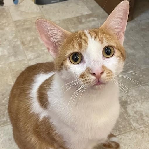 Chaser *BONDED WITH PEPPER*, an adoptable Domestic Short Hair in Menasha, WI, 54952 | Photo Image 1