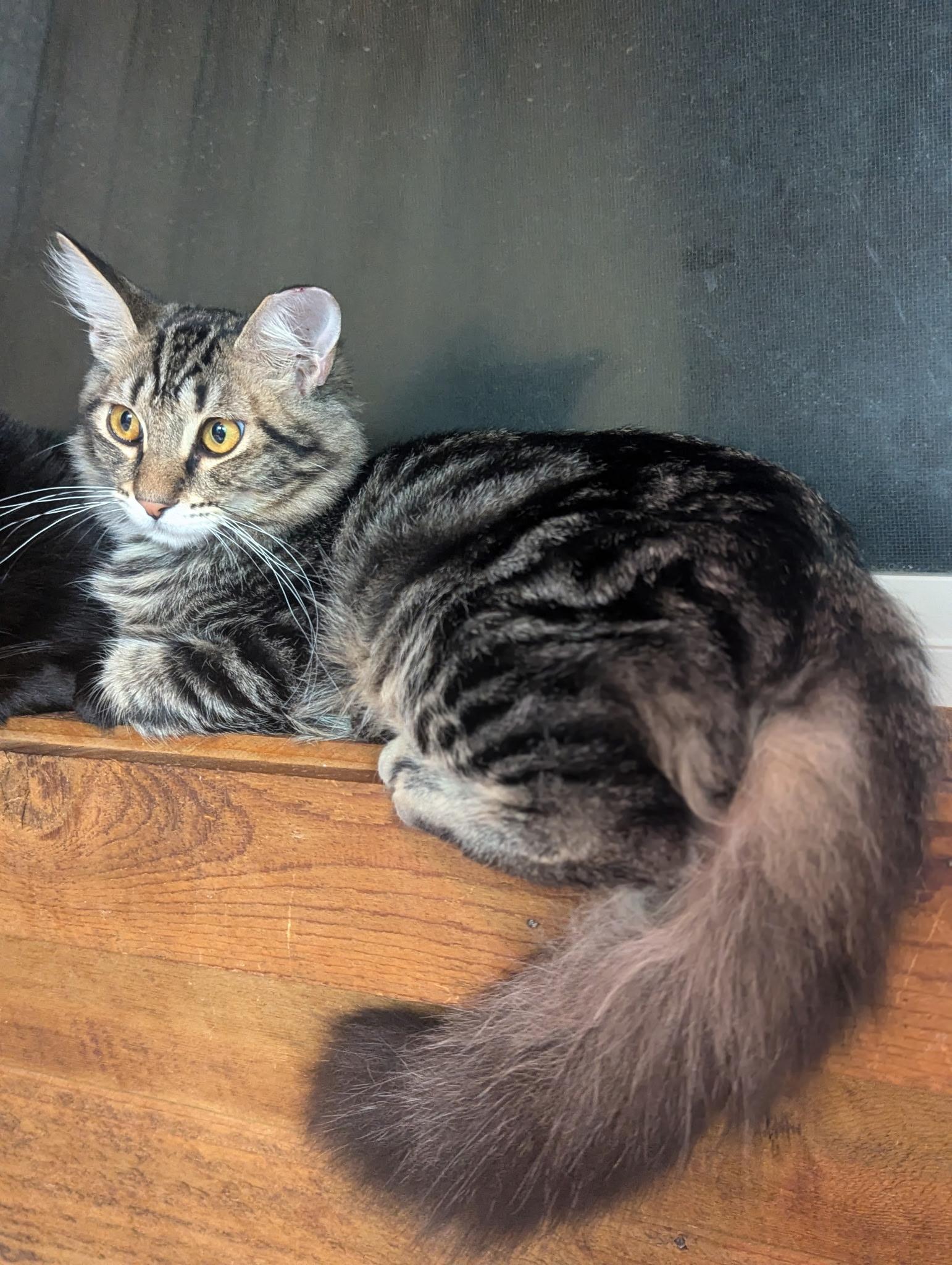 Enlarge Caramel, a Adoptable Domestic Medium Hair in Missoula, MT image 2/3