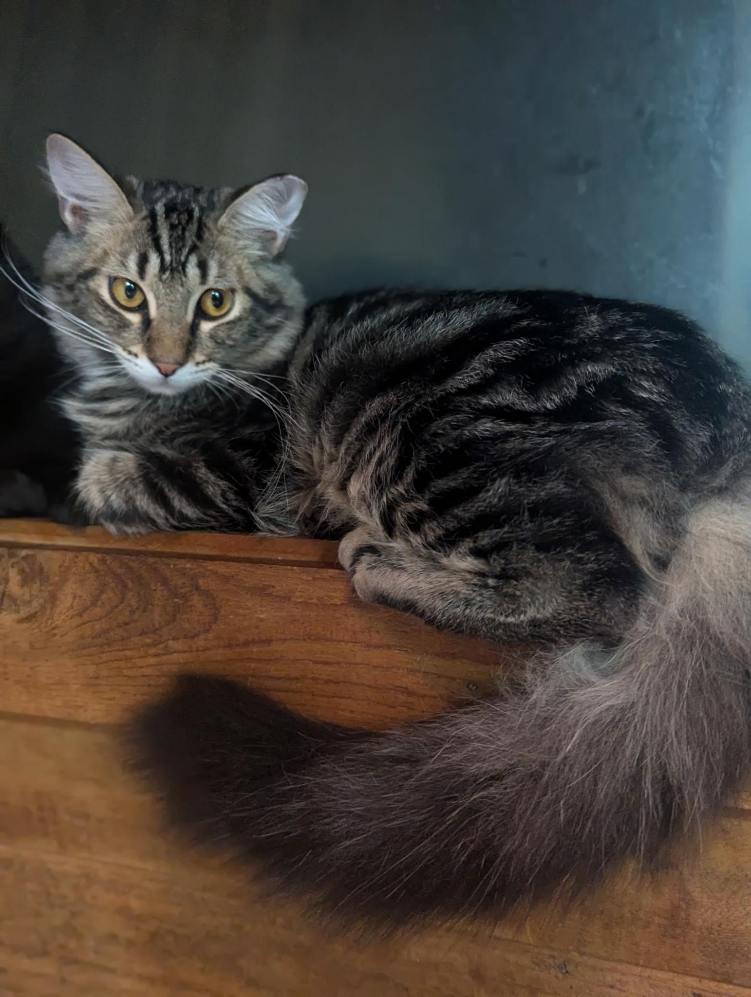 Enlarge Caramel, a Adoptable Domestic Medium Hair in Missoula, MT image 3/3