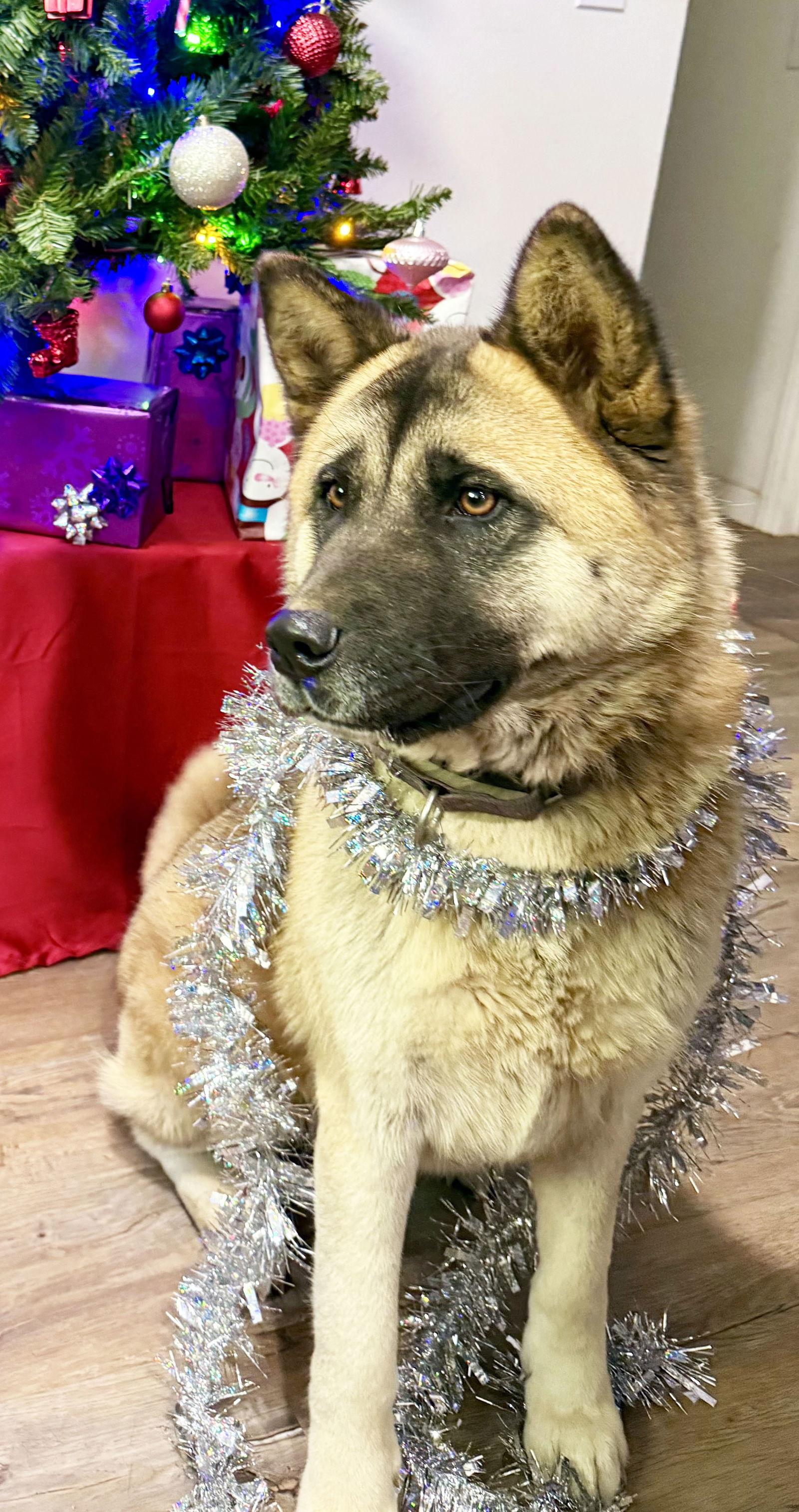 Enlarge Kisha, a Adoptable Akita in Romoland, CA image 1/3