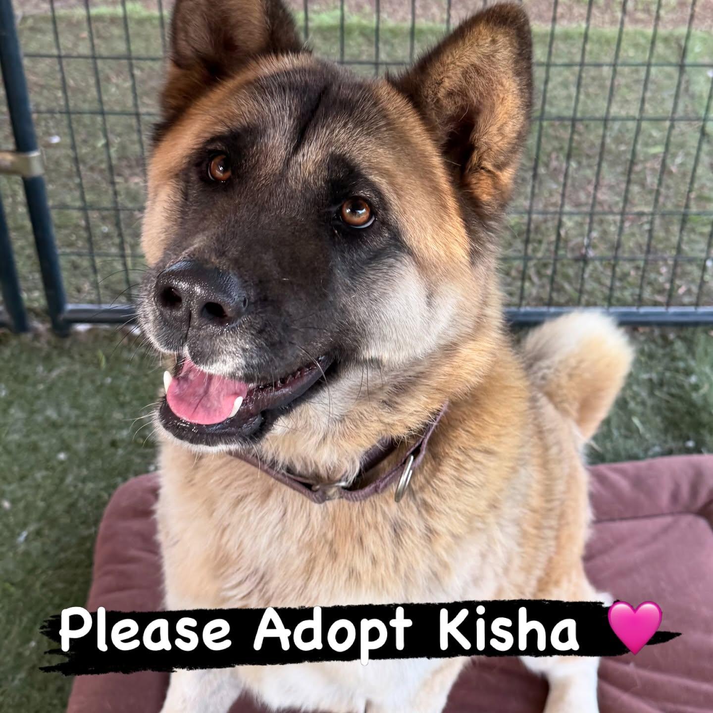 Kisha, a Adoptable Akita in Romoland, CA image 1/3