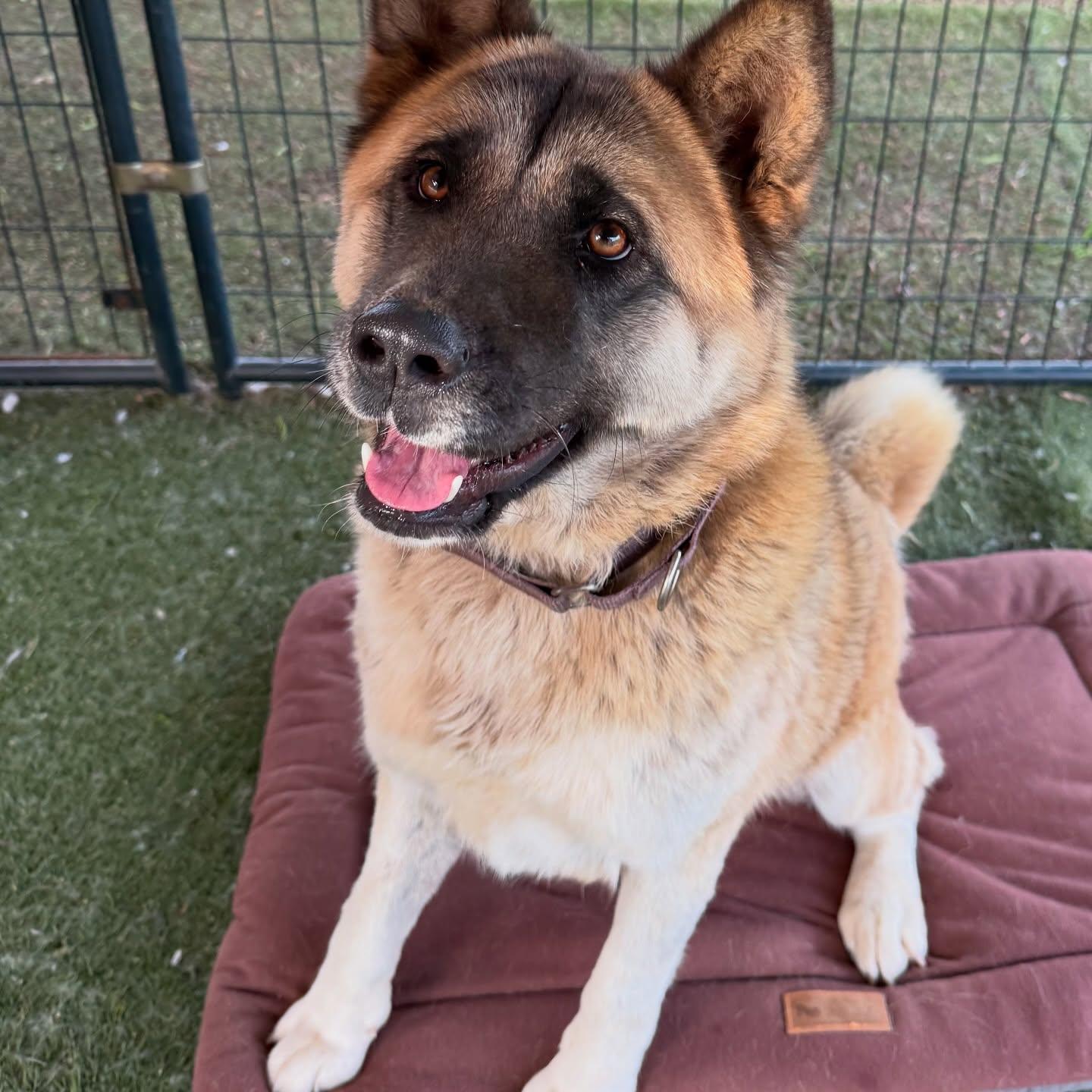 Kisha, a Adoptable Akita in Romoland, CA image 2/3