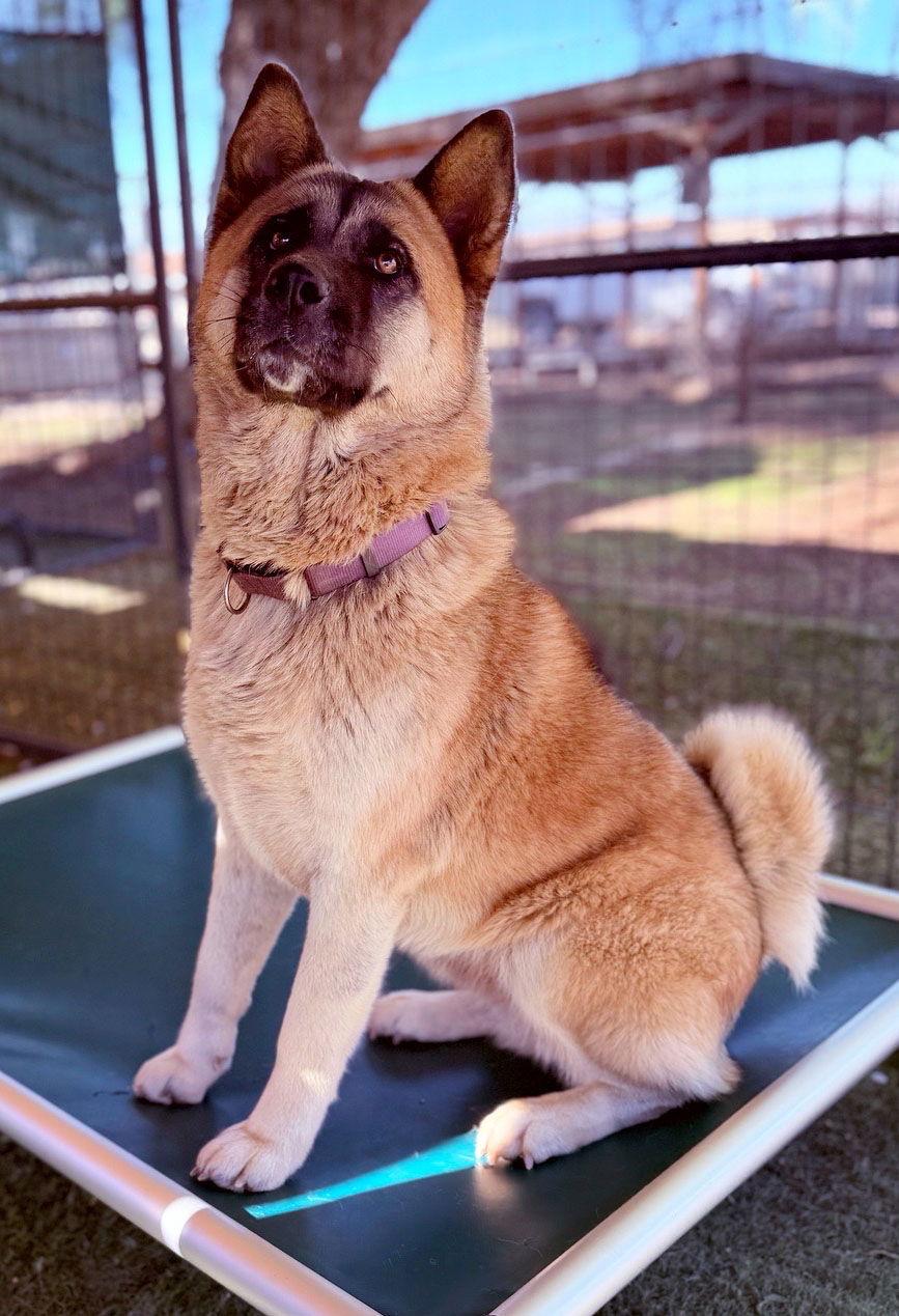 Enlarge Kisha, a Adoptable Akita in Romoland, CA image 2/3