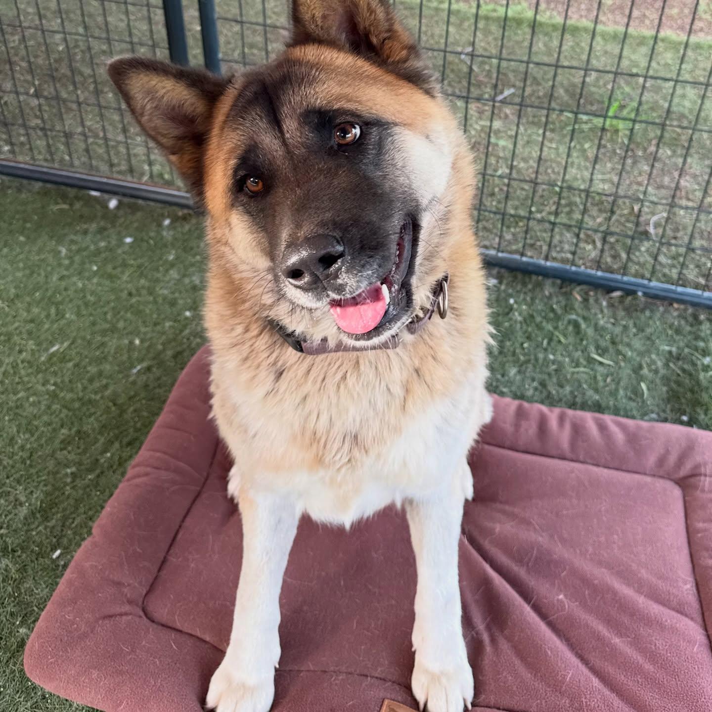 Kisha, a Adoptable Akita in Romoland, CA image 3/3