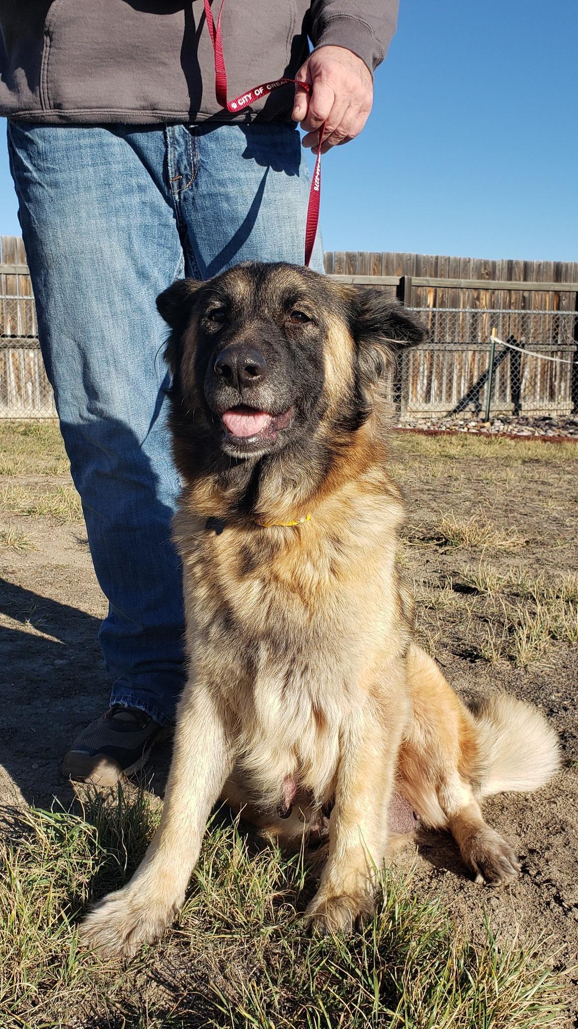 Enlarge Izzy, a ADOPTABLE mixed breed in Great Falls, MT image 1/4