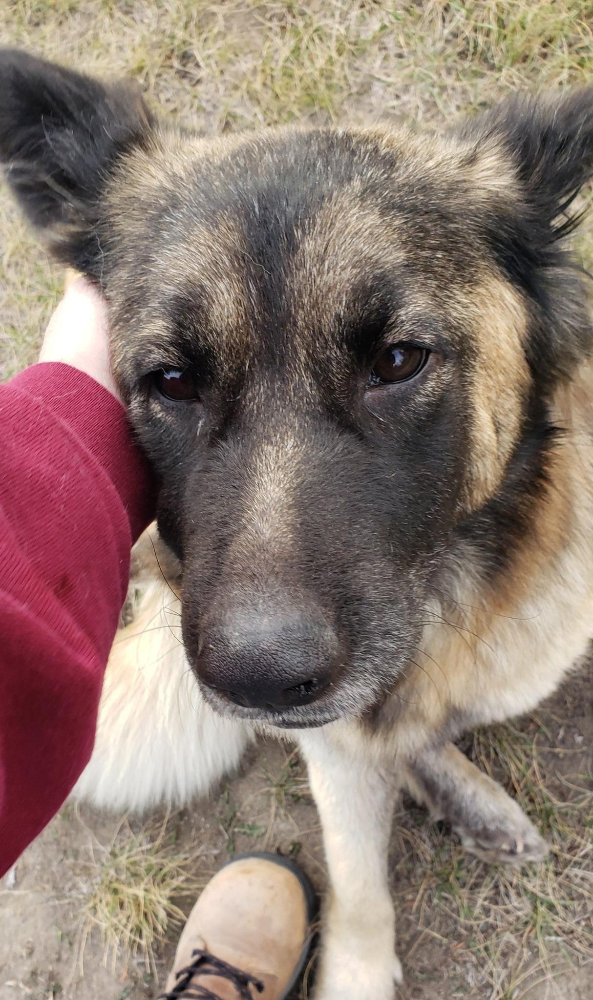 Enlarge Izzy, a ADOPTABLE mixed breed in Great Falls, MT image 2/4