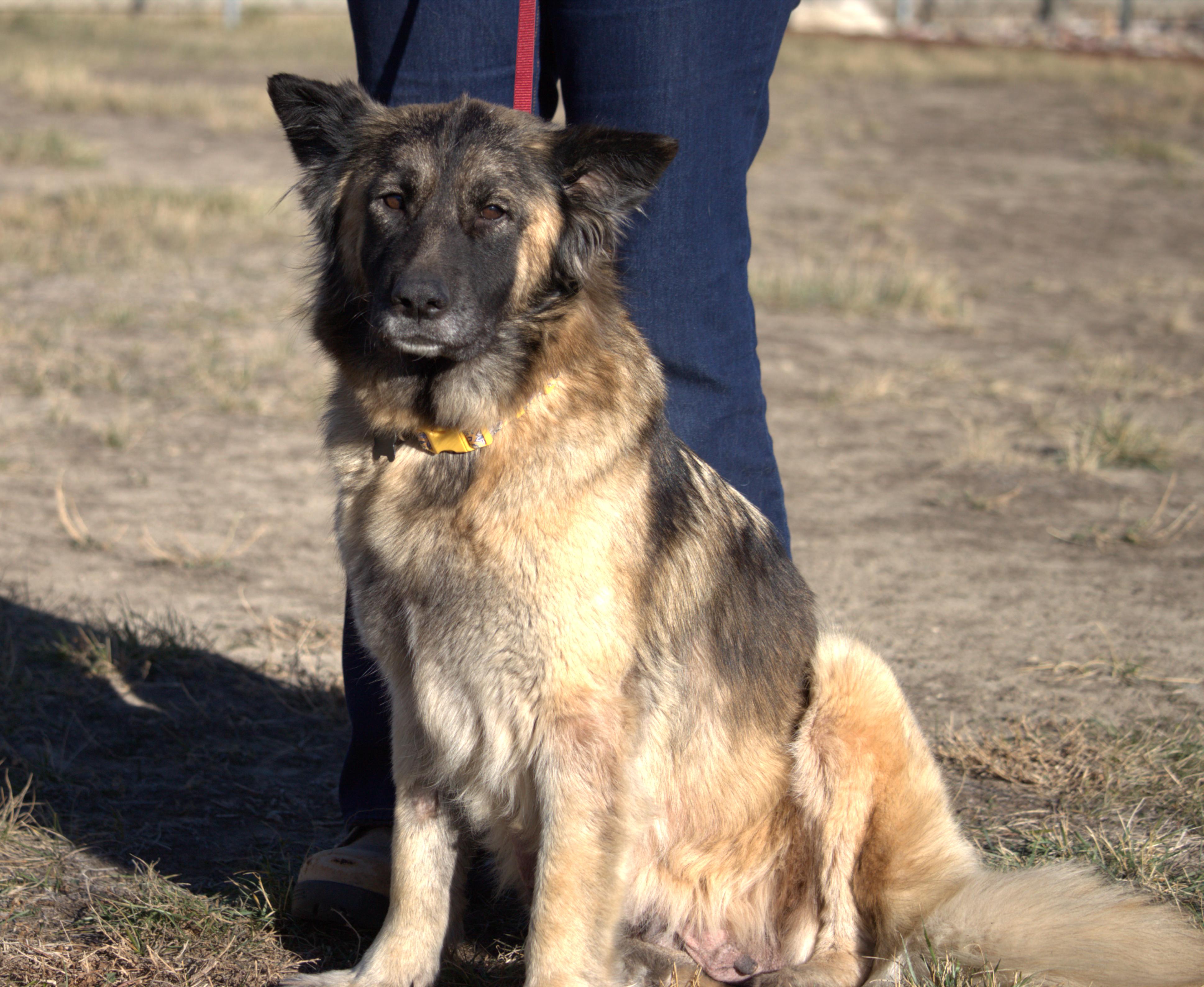 Enlarge Izzy, a ADOPTABLE mixed breed in Great Falls, MT image 4/4