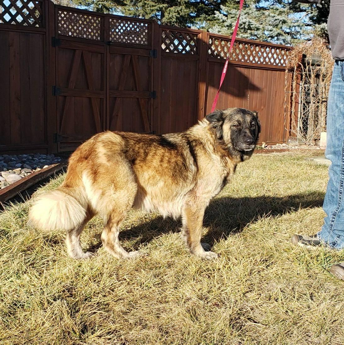 Enlarge Izzy, a ADOPTABLE mixed breed in Great Falls, MT image 3/4