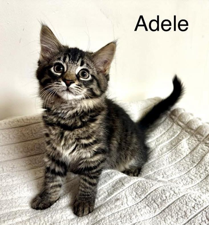 Adele, adopted, Kitten Female Domestic Short Hair.