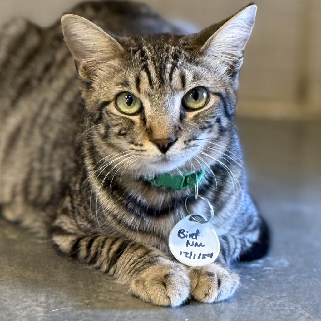 Bird — thumbnail 2