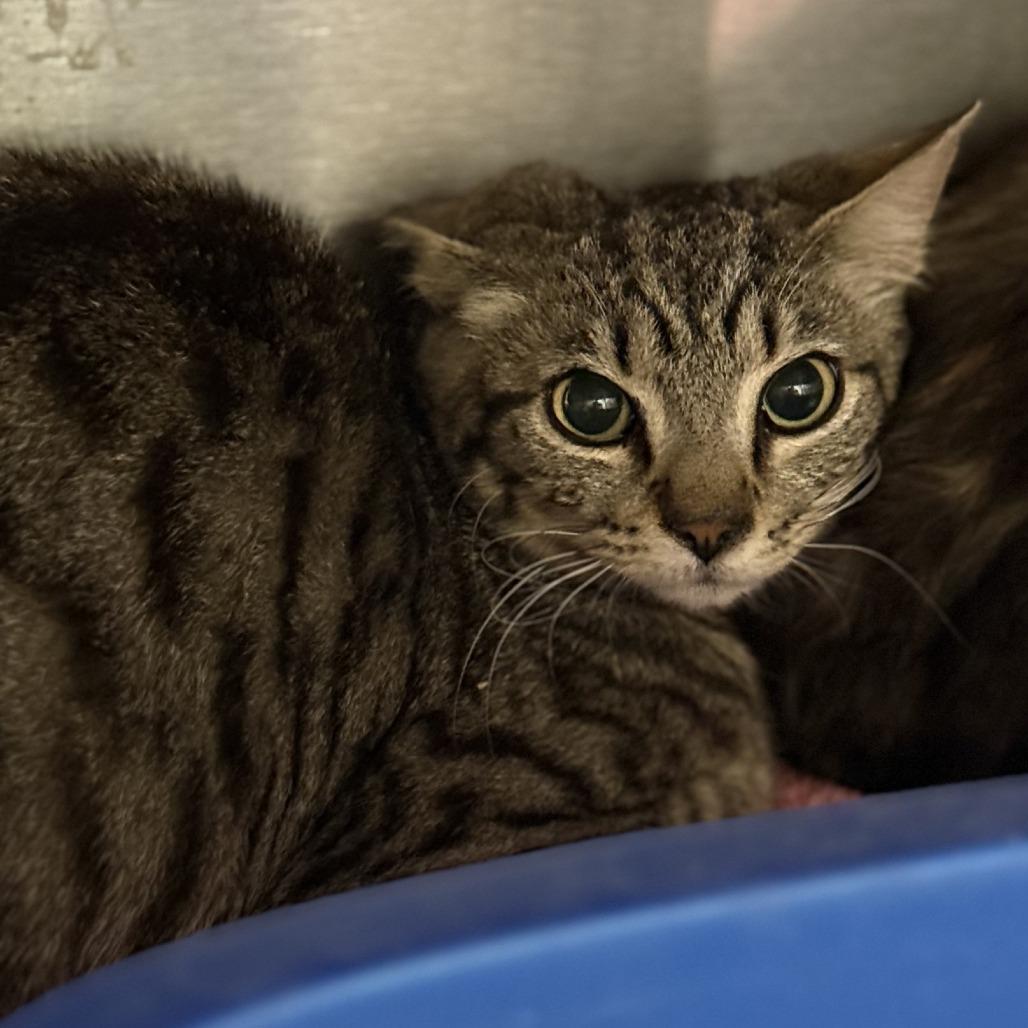 Bird — thumbnail 4