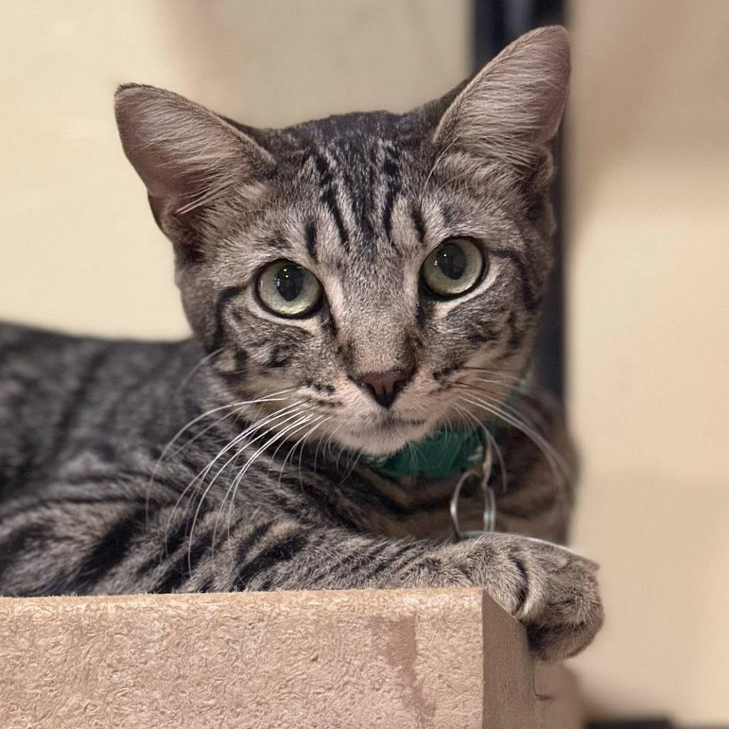 Bird — thumbnail 5