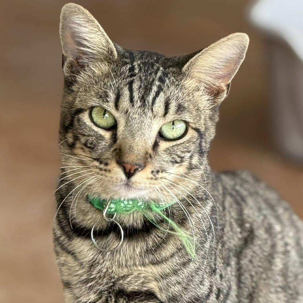 Bird — thumbnail 6